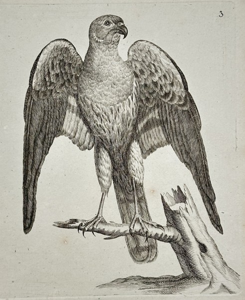 Unknown – The Goshawk – Engraving (c. 1766)