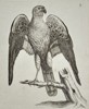 Unknown – The Goshawk – Engraving (c. 1766)