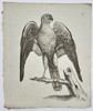 Unknown – The Goshawk – Engraving (c. 1766)