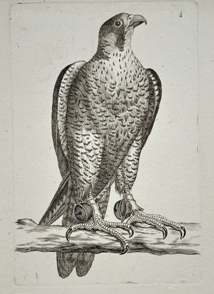 Unknown – Peregrine Falcon – Engraving (c. 1766)