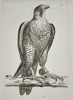 Unknown – Peregrine Falcon – Engraving (c. 1766)