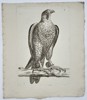 Unknown – Peregrine Falcon – Engraving (c. 1766)