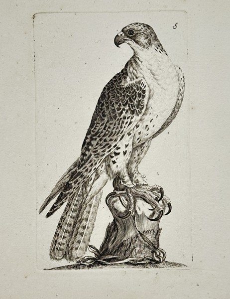 Thomas Pennant (1726–1798) – Gyrfalcon – Engraving (c. 1766)