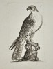 Thomas Pennant (1726–1798) – Gyrfalcon – Engraving (c. 1766)