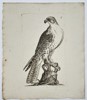 Thomas Pennant (1726–1798) – Gyrfalcon – Engraving (c. 1766)
