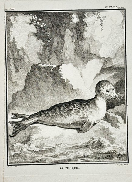 Georges-Louis Leclerc, Comte de Buffon (1707–1788) – Le Porc et La Truie (The Pig and The Sow) – Engraving (c. 1760)