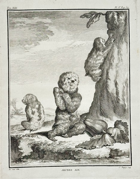 Georges-Louis Leclerc, Comte de Buffon (1707–1788) – Jeunes Ais (Young Sloths) – Engraving (c. 1760)