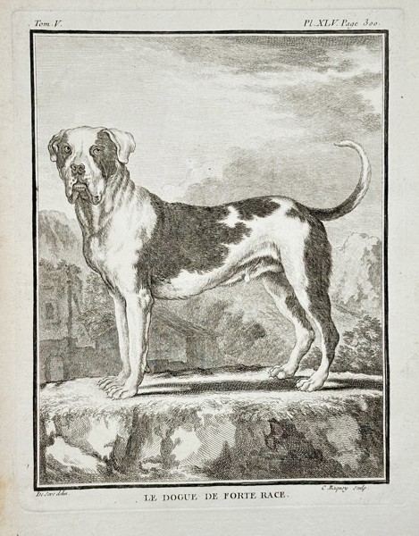 Georges-Louis Leclerc, Comte de Buffon (1707–1788) – Le Dogue de Forte Race (The Mastiff of Strong Breed) – Engraving (c. 1760)