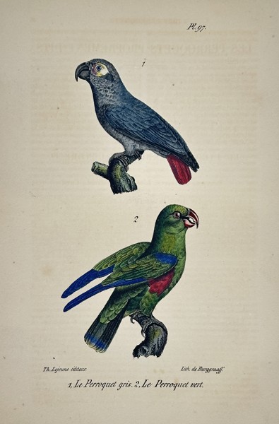 Georges-Louis Leclerc, Comte de Buffon (1707–1788) – Grey Parrot and Green Parrot – Engraving with hand-coloring (c. 1775)