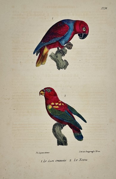 Georges-Louis Leclerc, Comte de Buffon (1707–1788) – Cramer's Lory and New Guinea Parrot – Engraving with hand-coloring (c. 1775)
