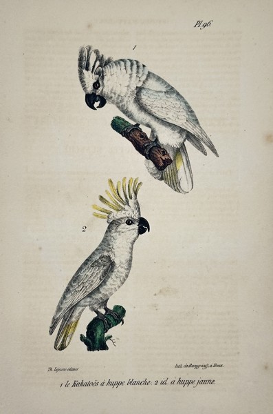 Georges-Louis Leclerc, Comte de Buffon (1707–1788) – White-Crested and Yellow-Crested Cockatoos – Engraving with hand-coloring (c. 1775)