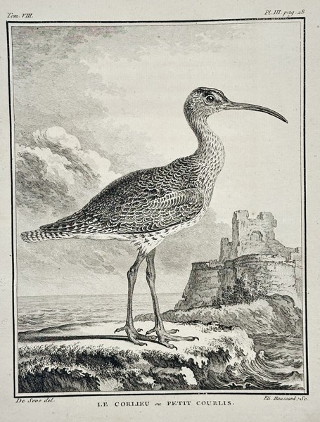 Georges-Louis Leclerc, Comte de Buffon (1707–1788) – Le Corlieu ou Petit Courlis (The Whimbrel or Little Curlew) – Engraving (c. 1775)
