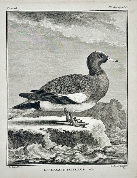 Georges-Louis Leclerc, Comte de Buffon (1707–1788) – Le Canard Siffleur, Mâle (The Wigeon Duck, Male) – Engraving with hand-coloring (c. 1775)