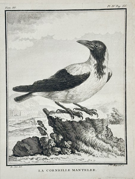 Georges-Louis Leclerc, Comte de Buffon (1707–1788) – La Corneille Mantelé (The Hooded Crow) – Engraving (c. 1775)