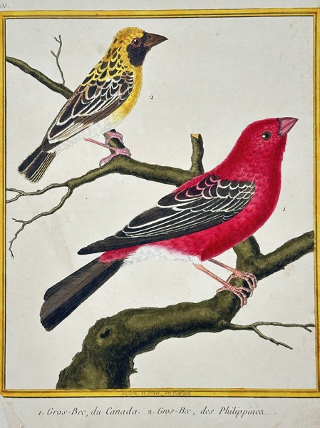 François-Nicolas Martinet (1731–1800) – Sugarbird - Gros-Bec, du Canada - Gros-Bec, des Philippines – Engraving with hand-coloring (c. 1770)