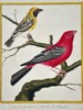 François-Nicolas Martinet (1731–1800) – Sugarbird - Gros-Bec, du Canada - Gros-Bec, des Philippines – Engraving with hand-coloring (c. 1770)