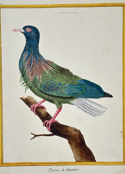 François-Nicolas Martinet (1731–1800) – The Cayenne Green Trogon – Engraving with hand-coloring (c. 1770)