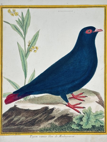 François-Nicolas Martinet (1731–1800) – Le Promerops de Madagascar (Madagascar Promerops) – Engraving with hand-coloring (c. 1770)