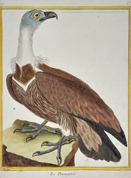 François-Nicolas Martinet (1731–1800) – Le Perenoptere (The Promerops) – Engraving with hand-coloring (c. 1770)