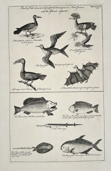 John Harris (Active 1680–1740) – Fowls & Fish observed by Capt. Will. Dampier in New Guinea and the Islands adjacent – Engraving (c. 1700)