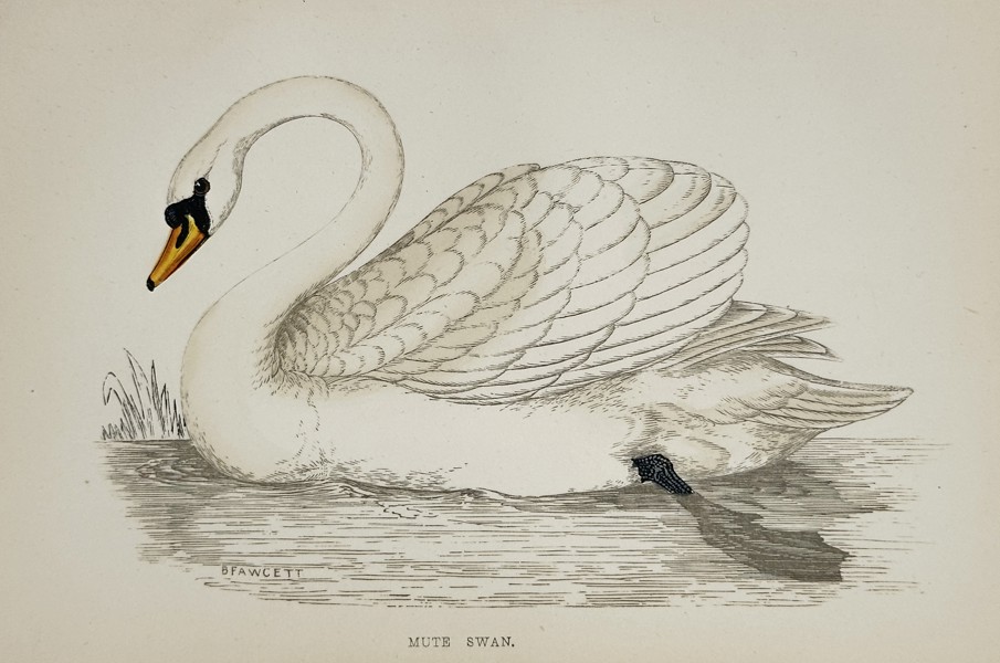 Francis Orpen Morris (1810–1893) – Illustration of Mute Swan – Hand-colored engraving (Circa 1860)