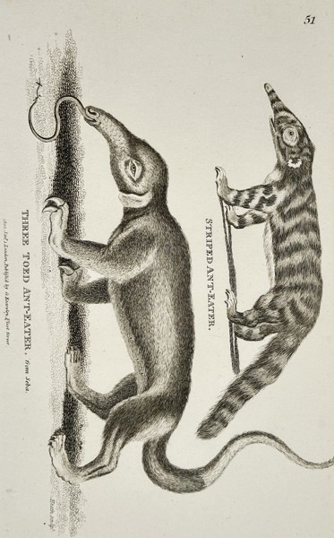 George Shaw (1751–1813) – Striped Ant-Eater – Engraving (c. 1800)