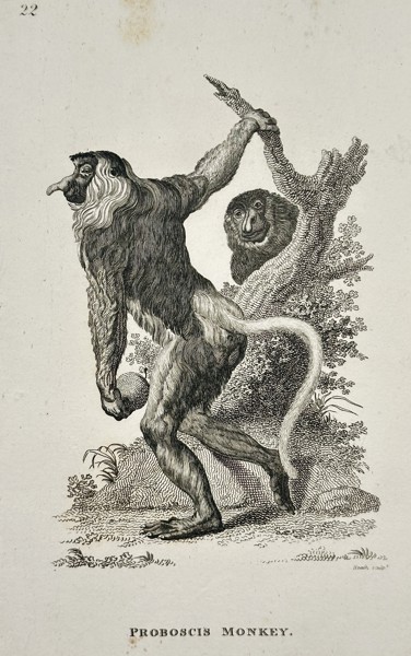 George Shaw (1751–1813) – Proboscis Monkey – Engraving (c. 1800)