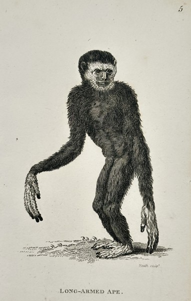 George Shaw (1751–1813) – Long-Armed Ape – Engraving (c. 1800)