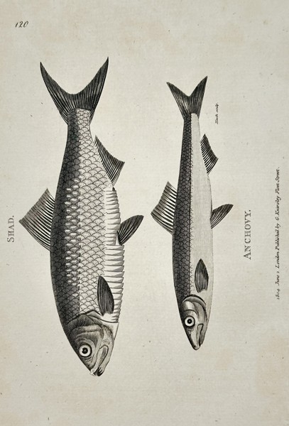 George Shaw (1751–1813) – Anchovy – Engraving (c. 1800)