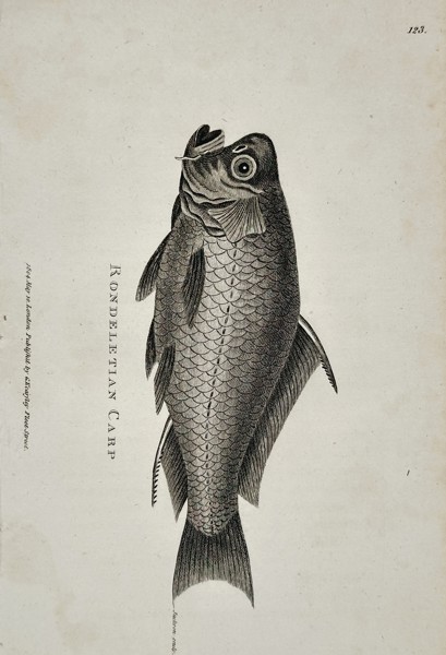 George Shaw (1751–1813) – Rondeletian Carp – Engraving (c. 1800)