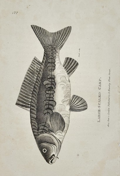 George Shaw (1751–1813) – Large-Scaled Carp – Engraving (c. 1800)