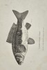 George Shaw (1751–1813) – Large-Scaled Carp – Engraving (c. 1800)