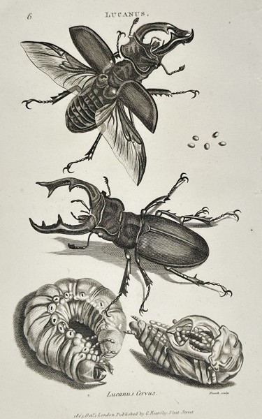 George Shaw (1751–1813) – Lucanus (Cervus) – Engraving (c. 1800)