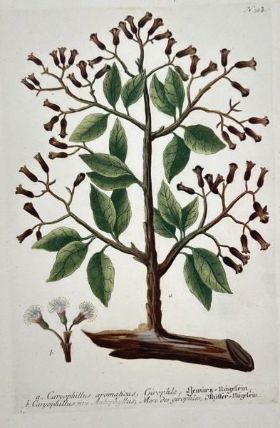 Johann Wilhelm Weinmann (1683–1741) – Caryophyllus aromaticus, Giroffle (Clove Tree) – Engraving with hand-coloring (c. 1760)