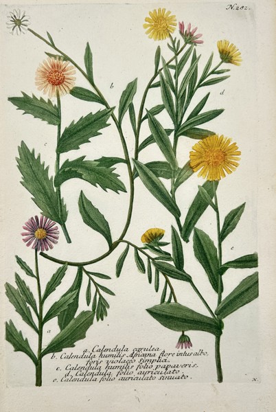 Johann Wilhelm Weinmann (1683–1741) – Calendula – Engraving with hand-coloring (c. 1760)
