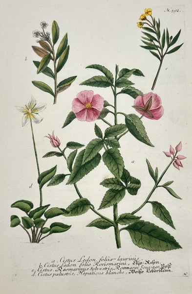 Johann Wilhelm Weinmann (1683–1741) – Citrus – Engraving with hand-coloring (c. 1760)