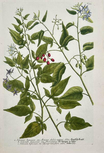 Johann Wilhelm Weinmann (1683–1741) – Solanum Lignosum – Engraving with hand-coloring (c. 1760)