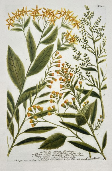 Johann Wilhelm Weinmann (1683–1741) – Virga Aurea – Engraving with hand-coloring (c. 1760)