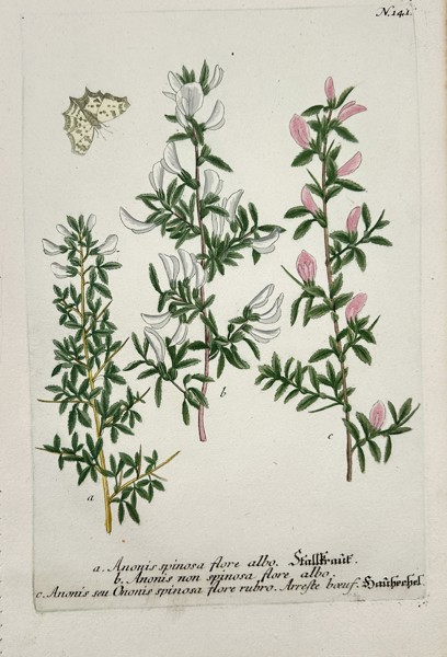 Johann Wilhelm Weinmann (1683–1741) – Anonis Spinosa – Engraving with hand-coloring (c. 1760)