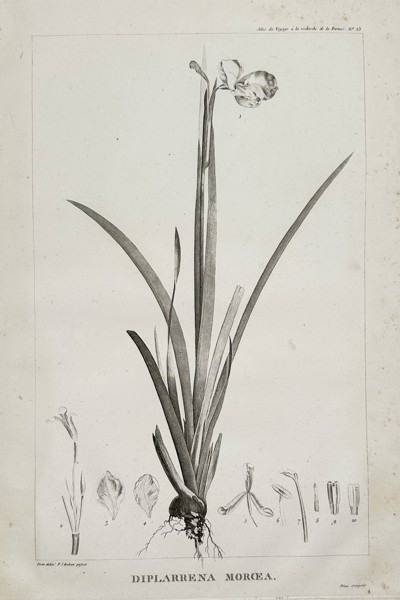Pierre-Joseph Redouté (1759–1840) – Diplarrena Morea – Engraving (20th Century)