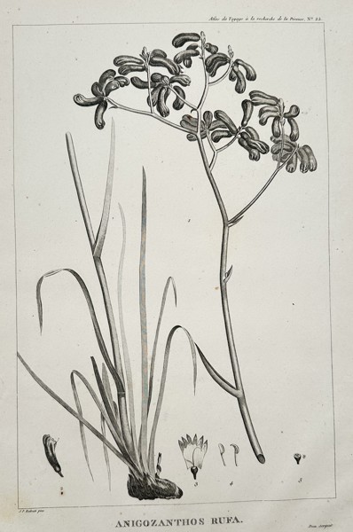 Pierre-Joseph Redouté (1759–1840) – Anigozanthos Rufa – Engraving (20th Century)