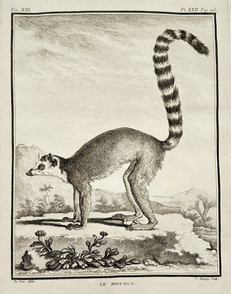 Georges-Louis Leclerc, Comte de Buffon (1707–1788) – Le Mococo (Ring-tailed Lemur) – Engraving (c. 1770)