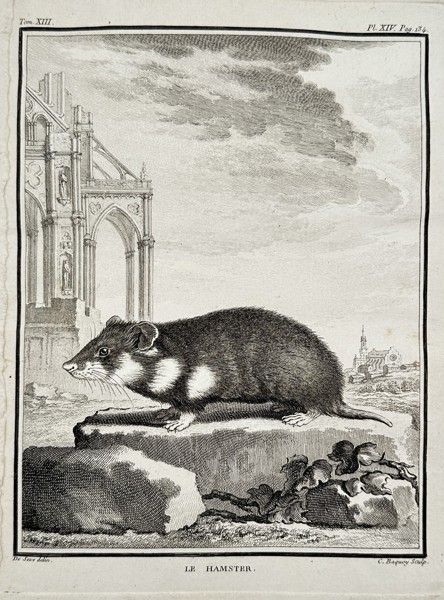 Georges-Louis Leclerc, Comte de Buffon (1707–1788) – Le Hamster (European Hamster) – Engraving (c. 1770)