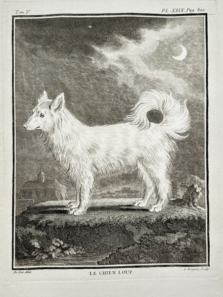 Georges-Louis Leclerc, Comte de Buffon (1707–1788) – Le Chien Loup (Wolf-like Dog) – Engraving (c. 1770)