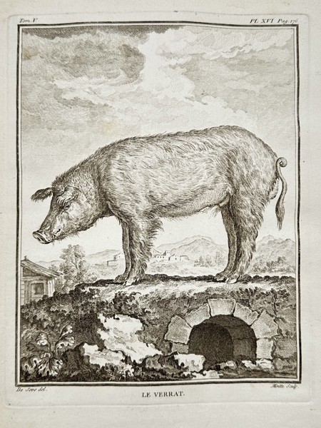 Georges-Louis Leclerc, Comte de Buffon (1707–1788) – Le Verrat (Wild Boar or Boar) – Engraving (c. 1770)