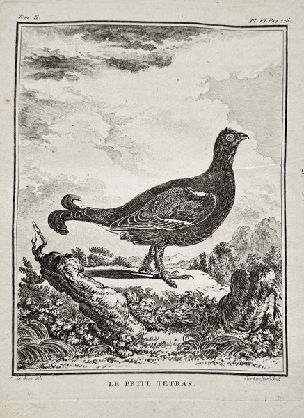 Georges-Louis Leclerc, Comte de Buffon (1707–1788) – Le Petit Tétras (Black Grouse) – Engraving (c. 1770)