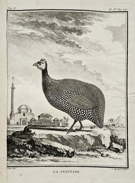 Georges-Louis Leclerc, Comte de Buffon (1707–1788) – La Pintade (Helmeted Guineafowl) – Engraving (c. 1770)