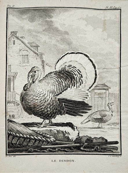 Georges-Louis Leclerc, Comte de Buffon (1707–1788) – Le Dindon (Turkey) – Engraving (c. 1770)