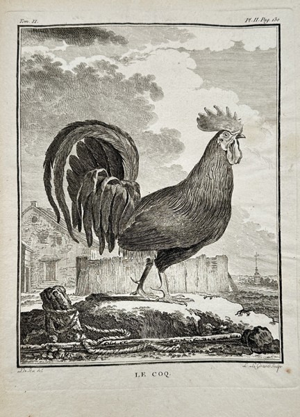 Georges-Louis Leclerc, Comte de Buffon (1707–1788) – Le Coq (Rooster or Cock) – Engraving (c. 1770)