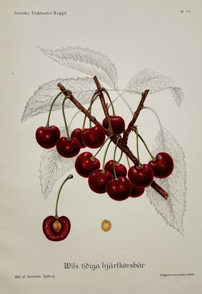 Henriette Sjöberg (1842–1915) – Wils tidiga hjärtkörsbär (Will's Early Heart Cherry) – Chromolithograph (c. 1895)